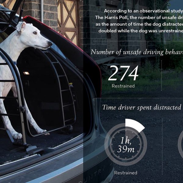 Study: Unrestrained Pets Increase Stress and Distraction on the