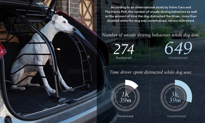 Study: Unrestrained Pets Increase Stress and Distraction on the