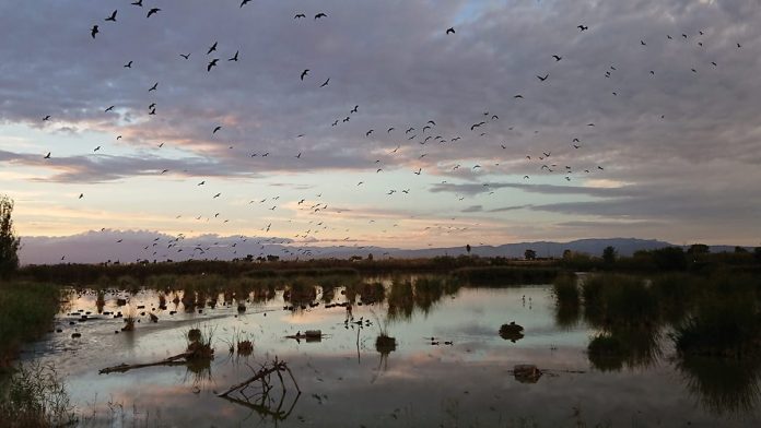 SEAT et le Groupe Volkswagen restaurent l'écosystème du parc naturel du delta de l'Ebre