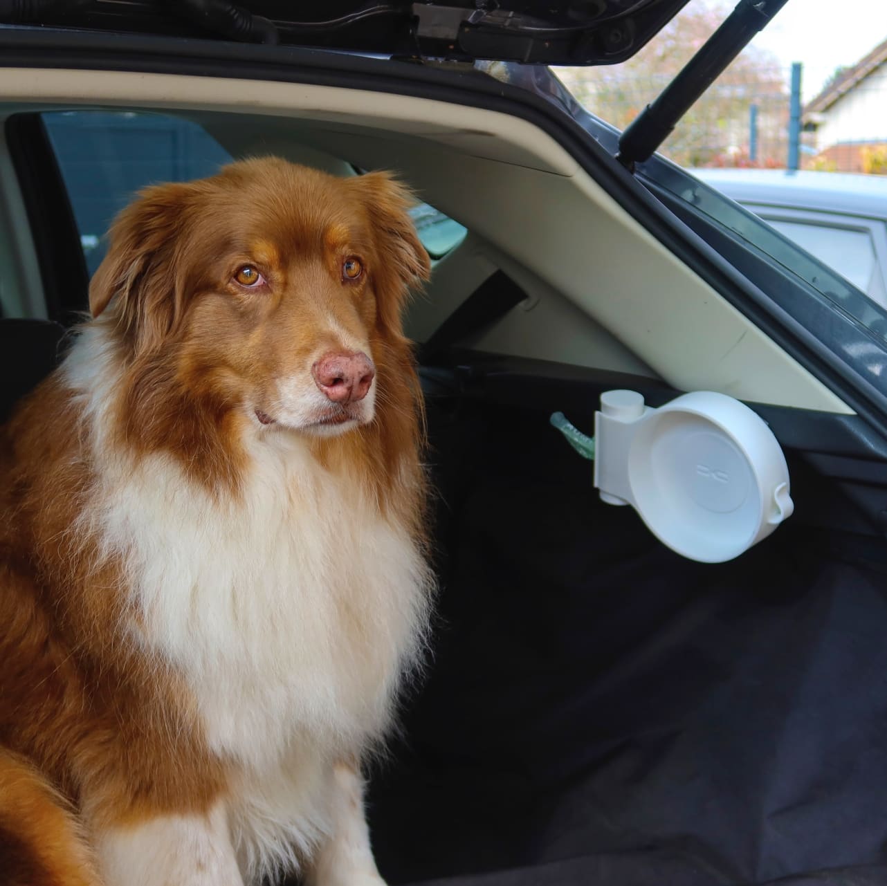 Projet Set pour chien, presente par Garance PROBSTING (ENSAAMA) - Dacia